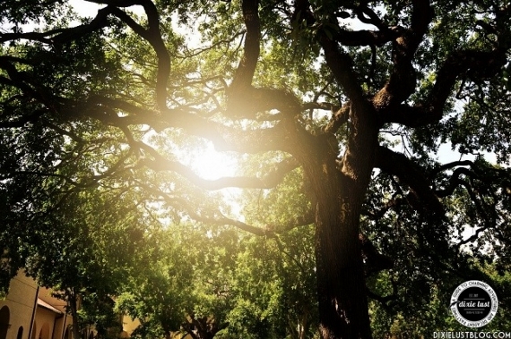 dixie lust sun through the oaks (570x379)